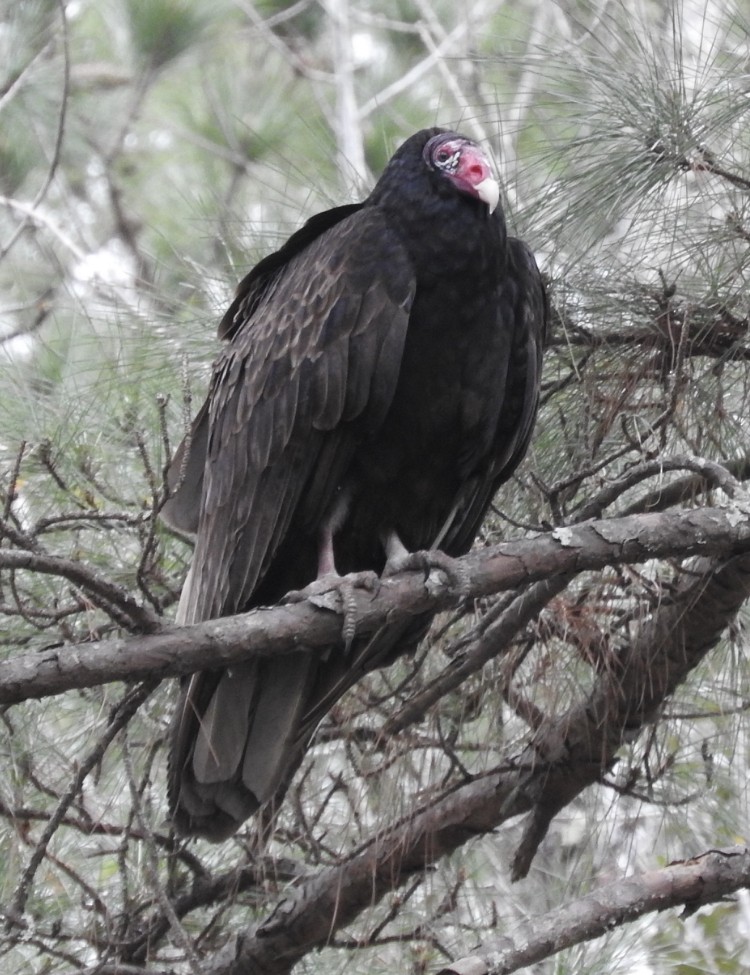 Turkey Vulture - ML308899641