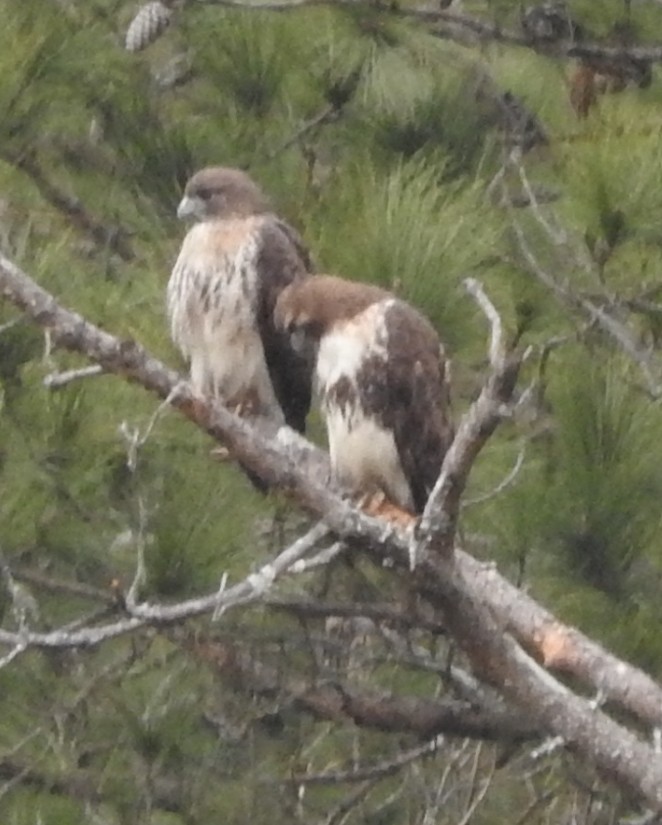 Red-tailed Hawk - ML308899731