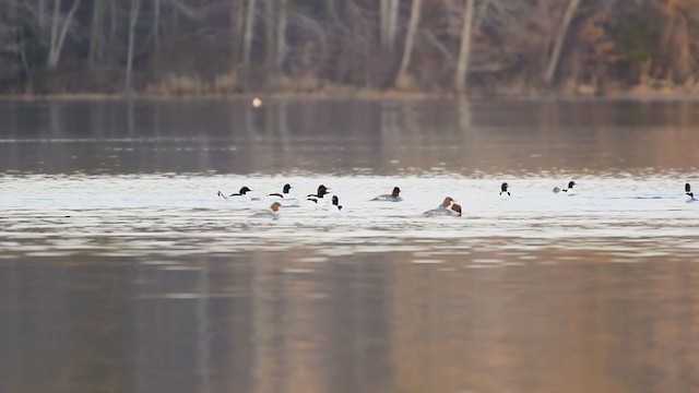 Common Merganser - ML308900931