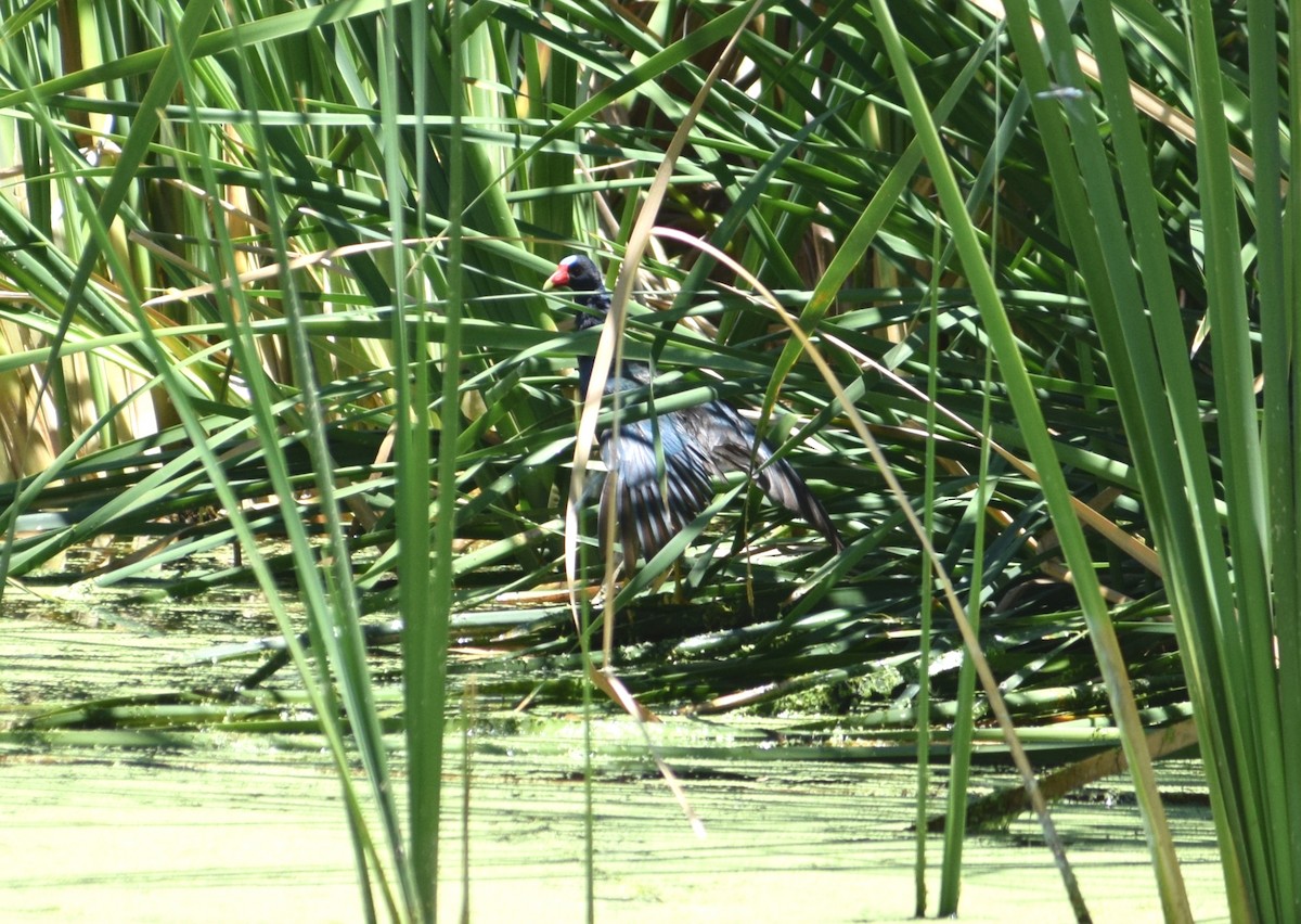 Purple Gallinule - ML30890131