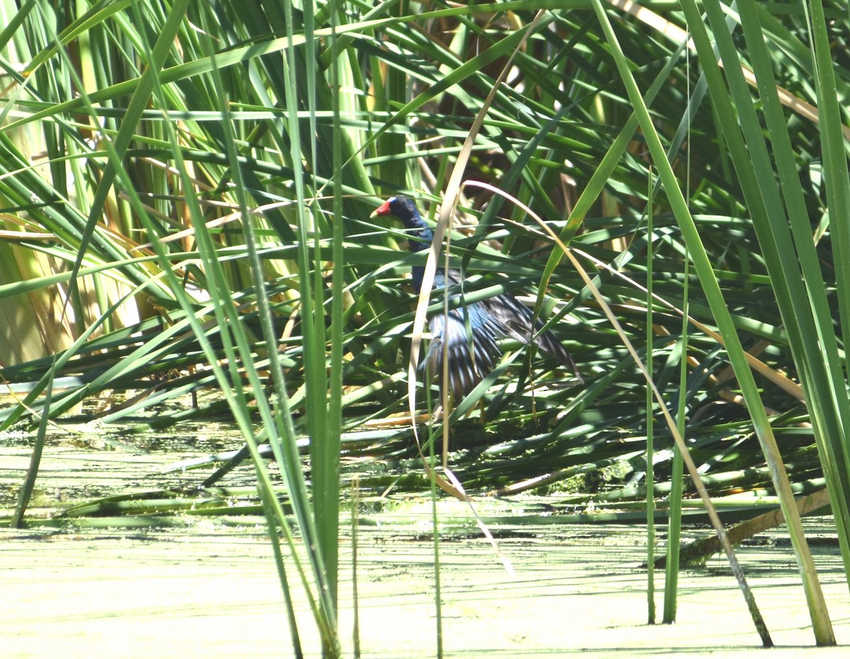 Purple Gallinule - ML30890161