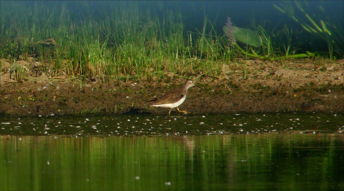 Einsiedelwasserläufer - ML30890211