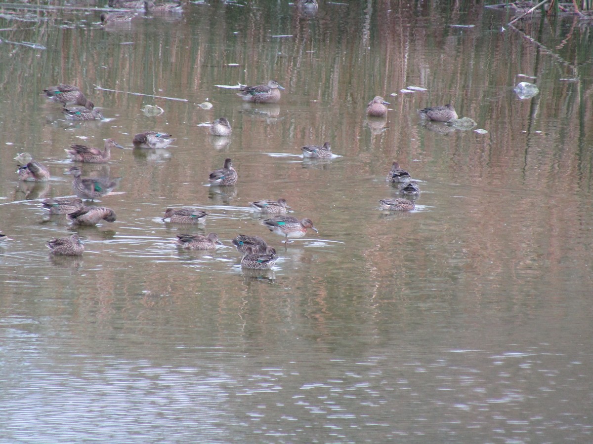 Green-winged Teal - ML308902431