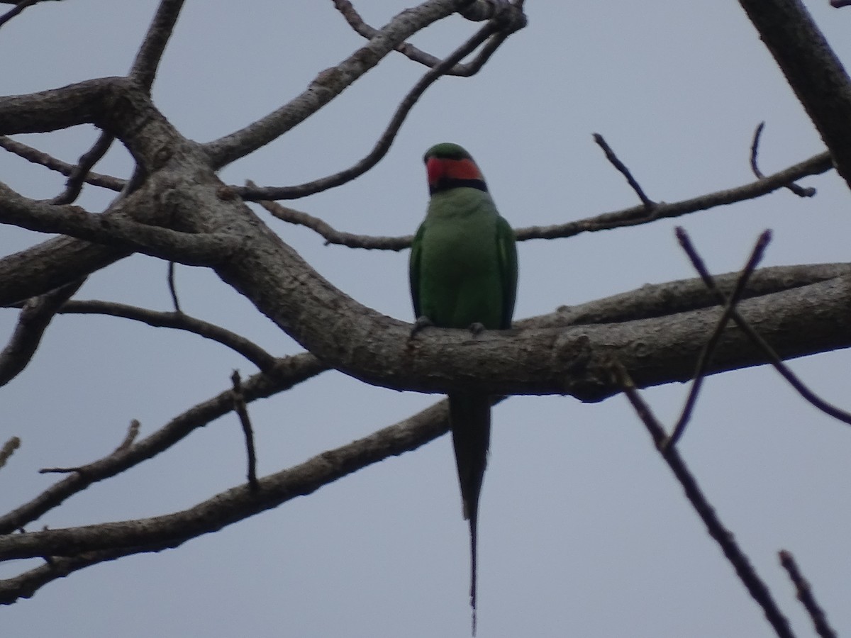 Uzun Kuyruklu Yeşil Papağan - ML308902801