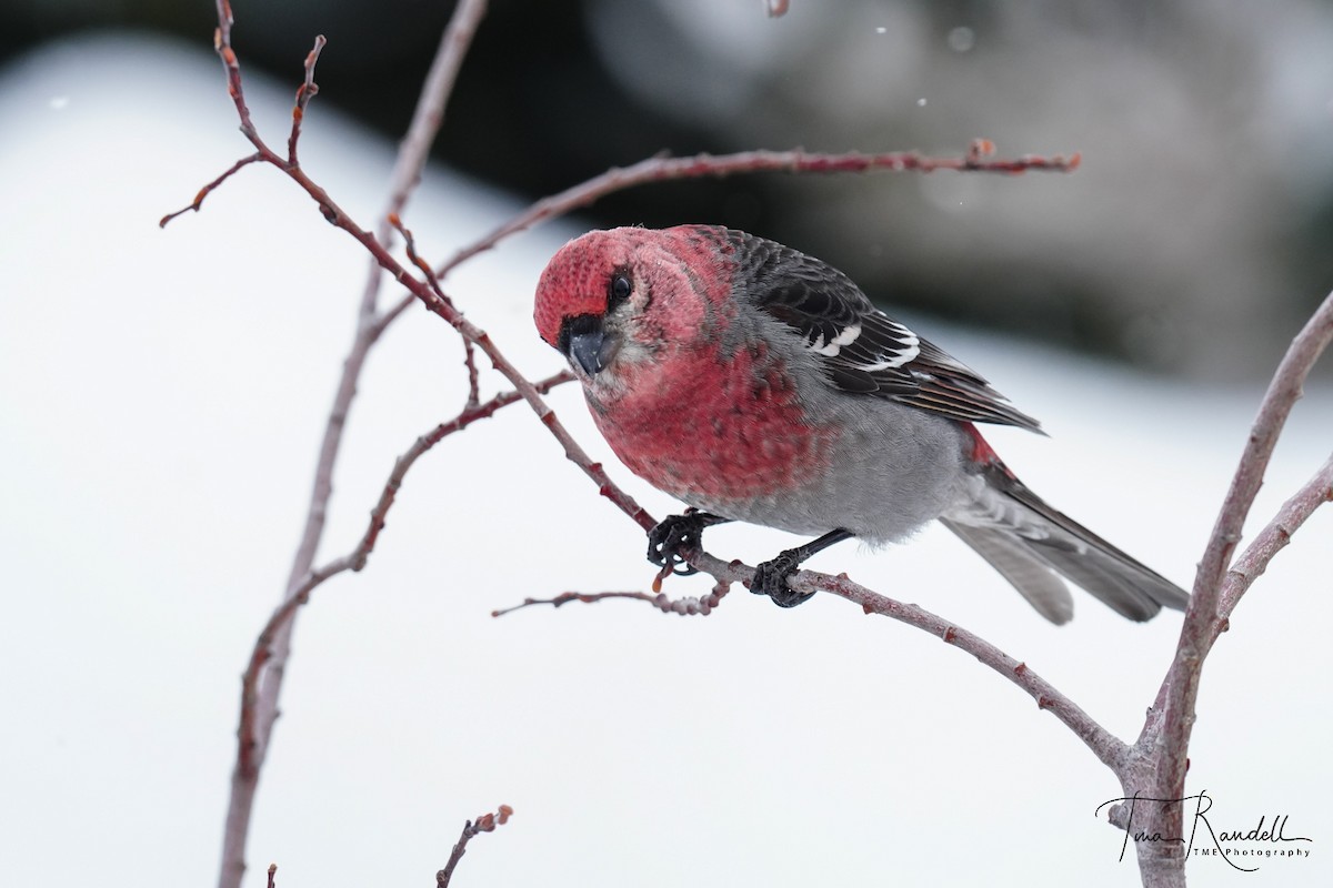 Pine Grosbeak - ML308903271