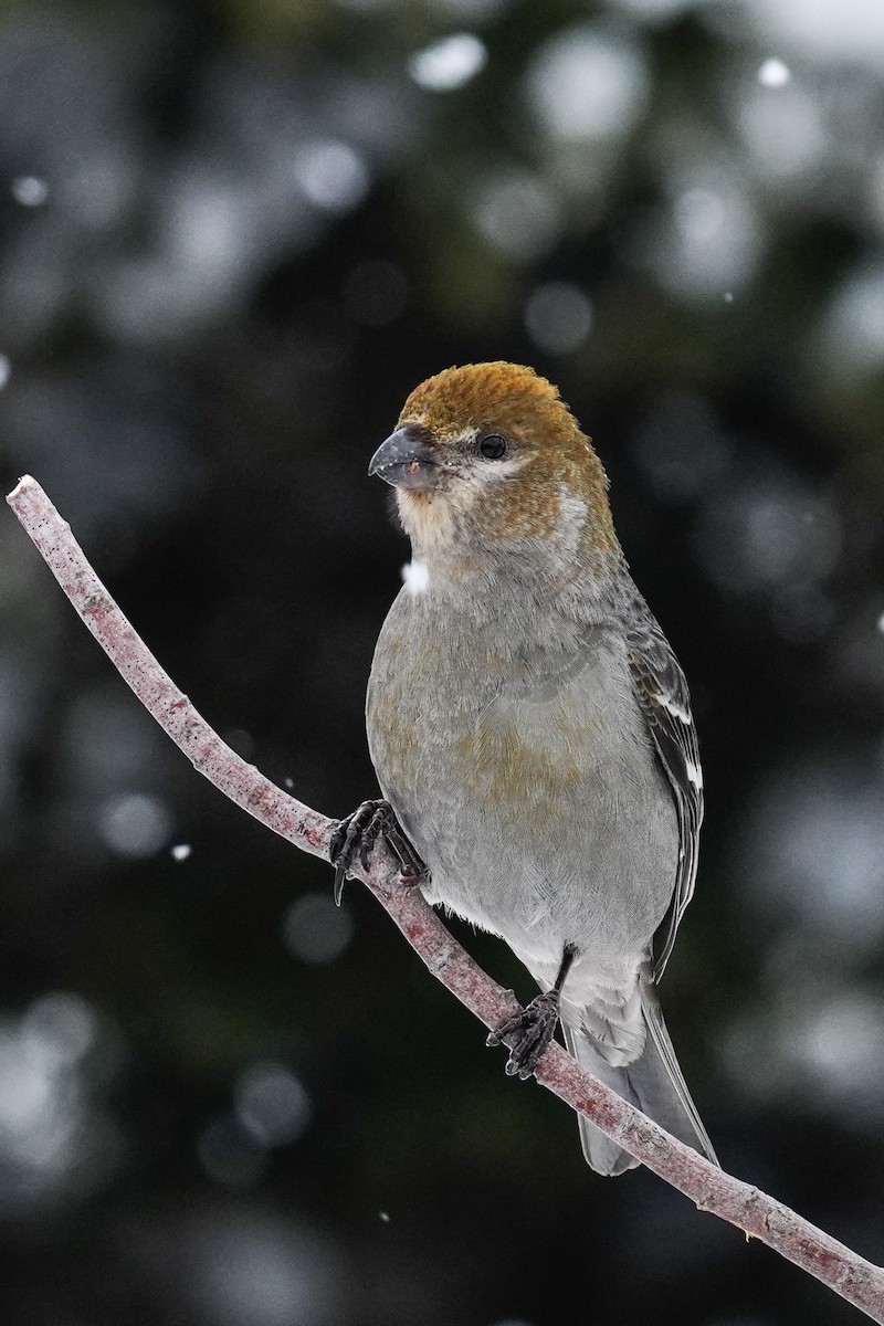 Pine Grosbeak - ML308903291