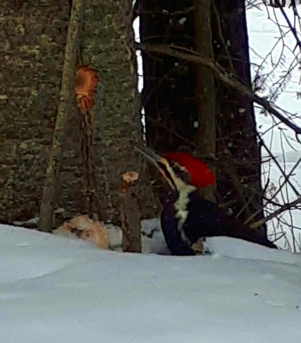 Pileated Woodpecker - ML308903391