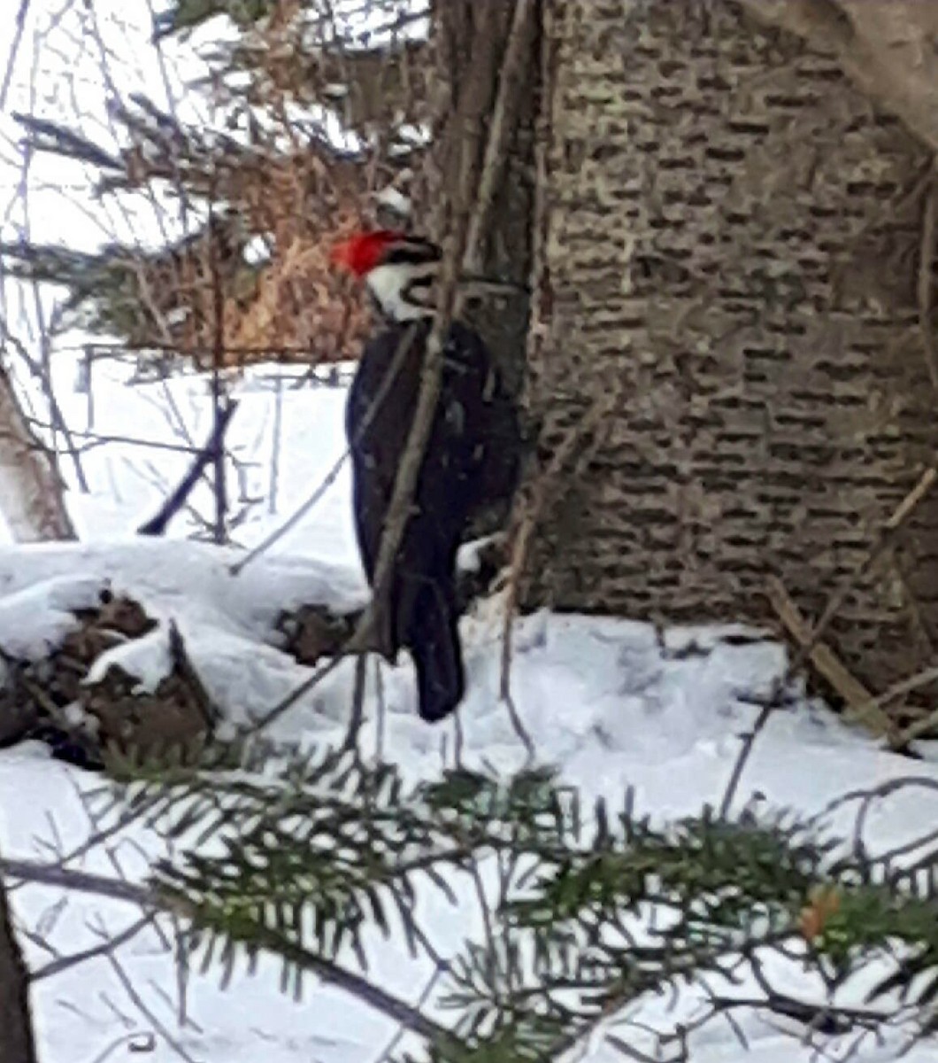 Pileated Woodpecker - ML308903511