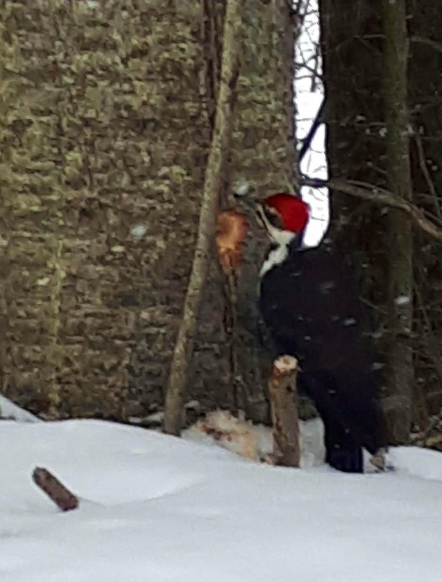 Pileated Woodpecker - ML308903521