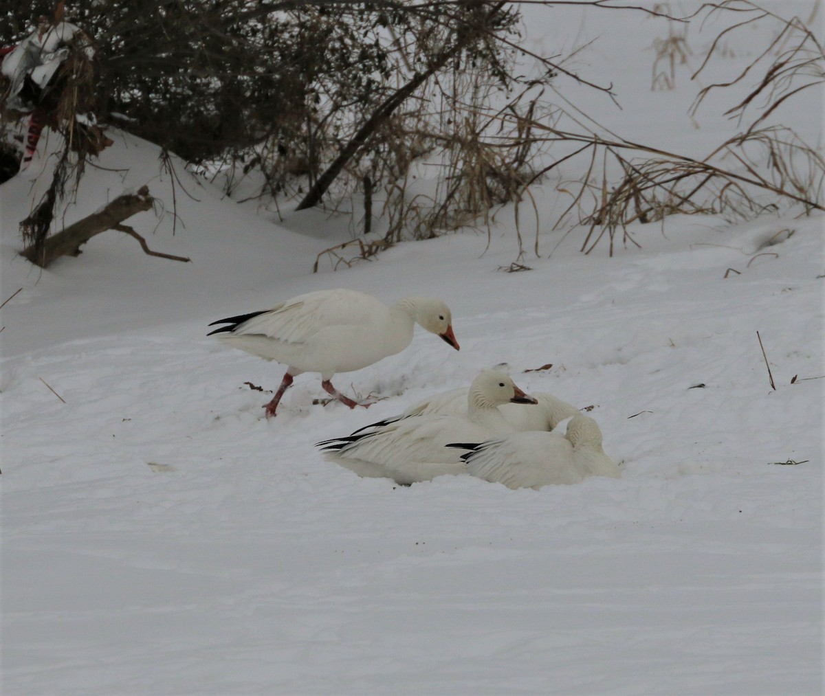 Цасны галуу - ML308903731