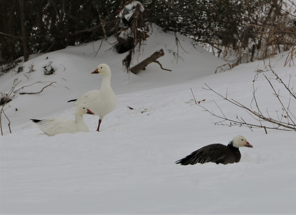 Цасны галуу - ML308903741