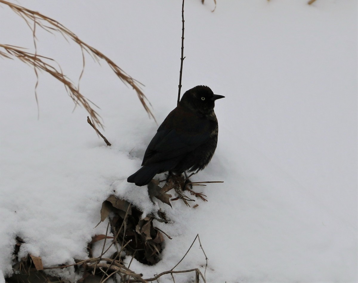 Rusty Blackbird - ML308903791