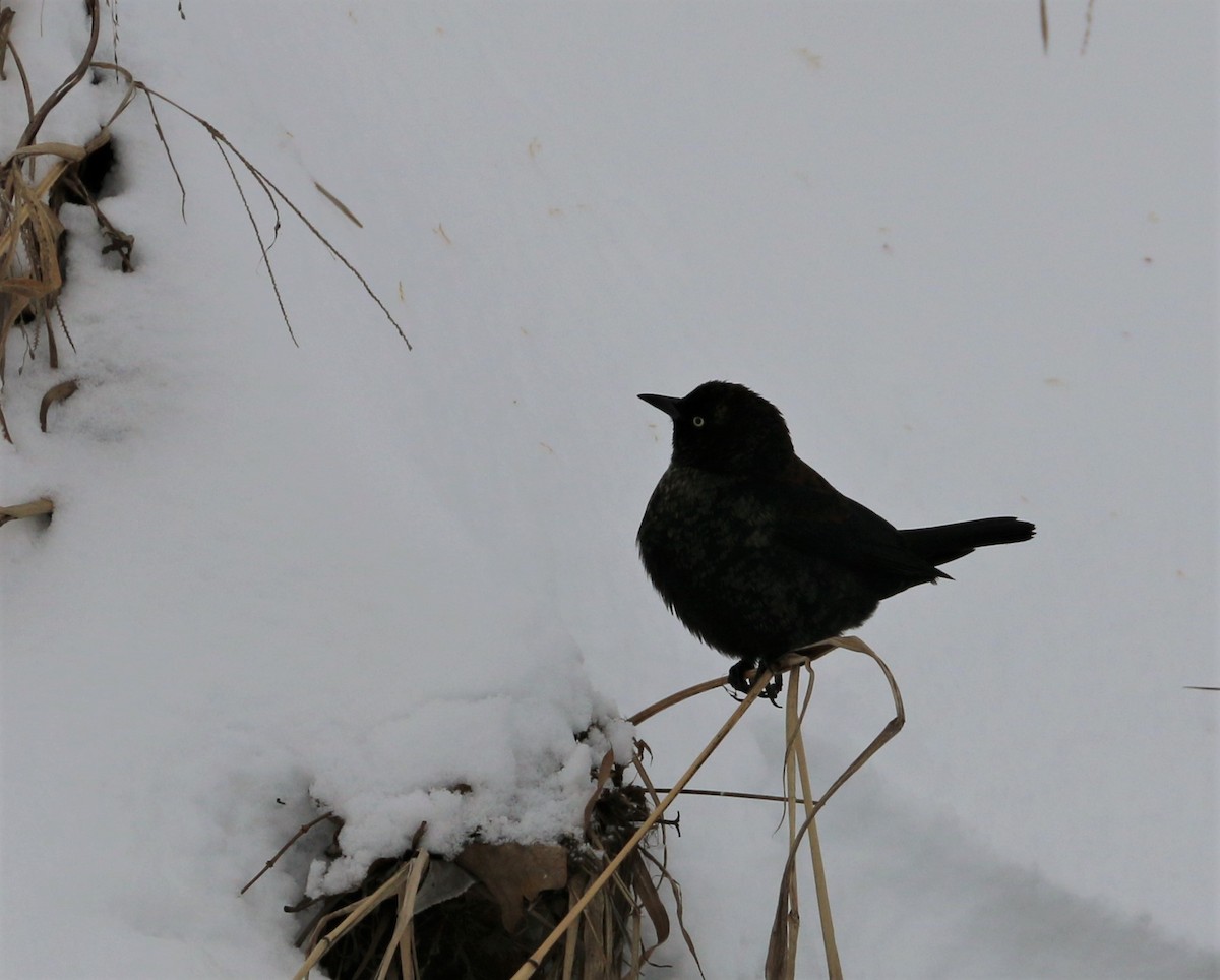 Rusty Blackbird - ML308903811
