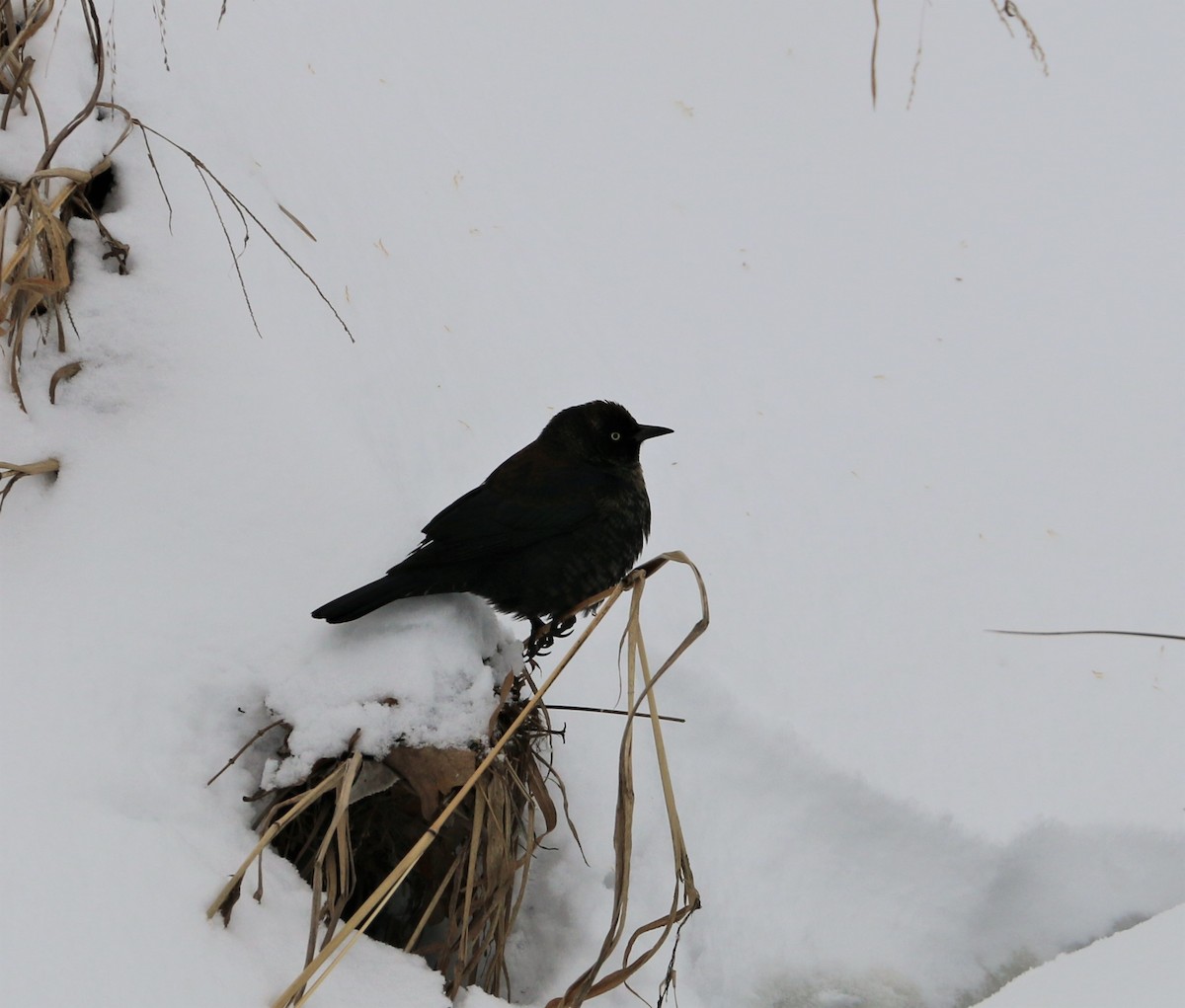 Rusty Blackbird - ML308903821