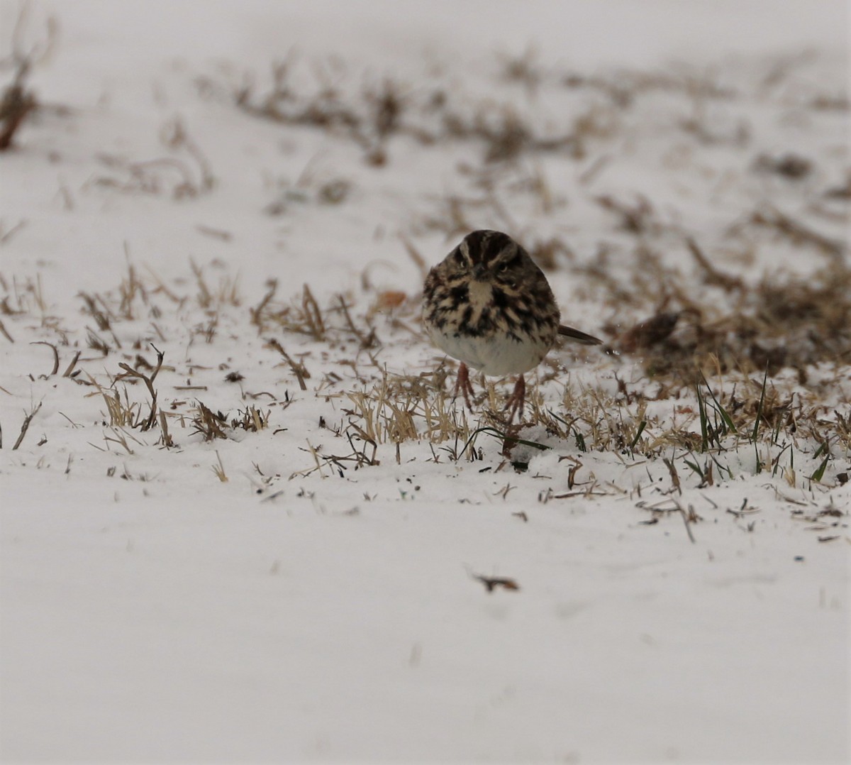 Song Sparrow - ML308903921