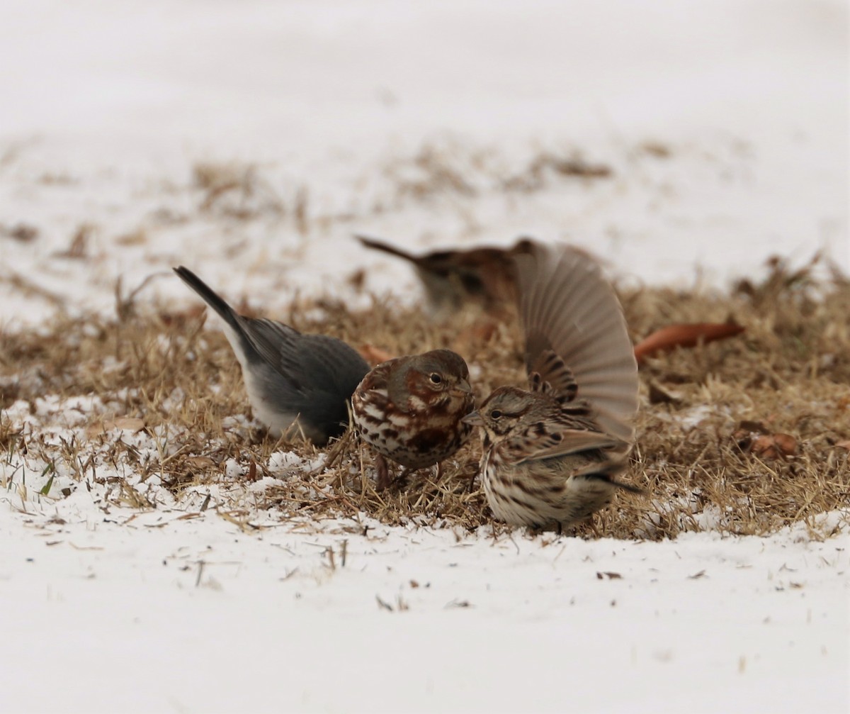 Fox Sparrow - ML308904001