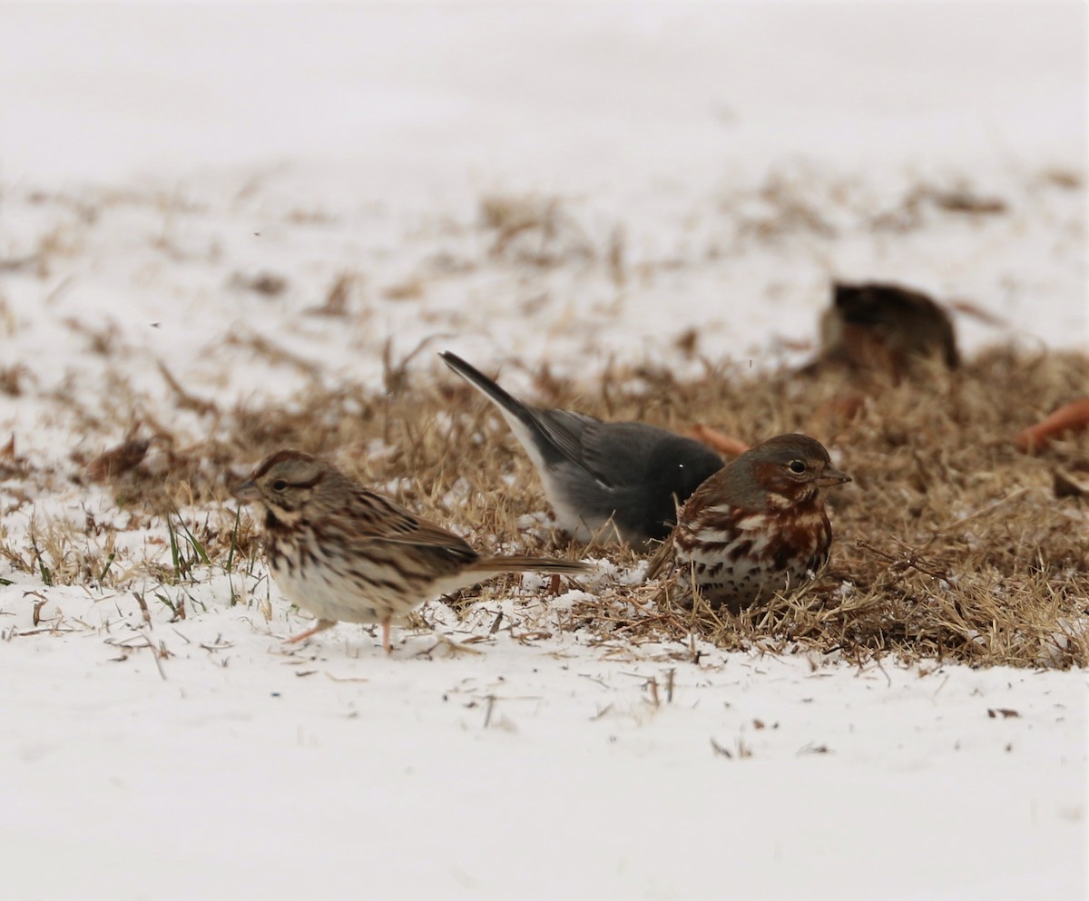 Fox Sparrow - ML308904011