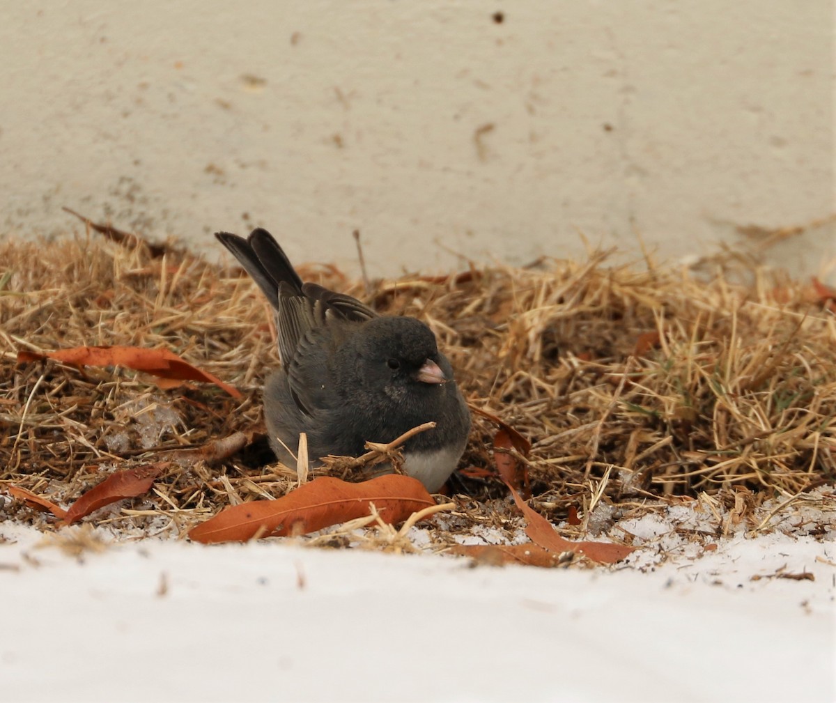 Dark-eyed Junco - ML308904021