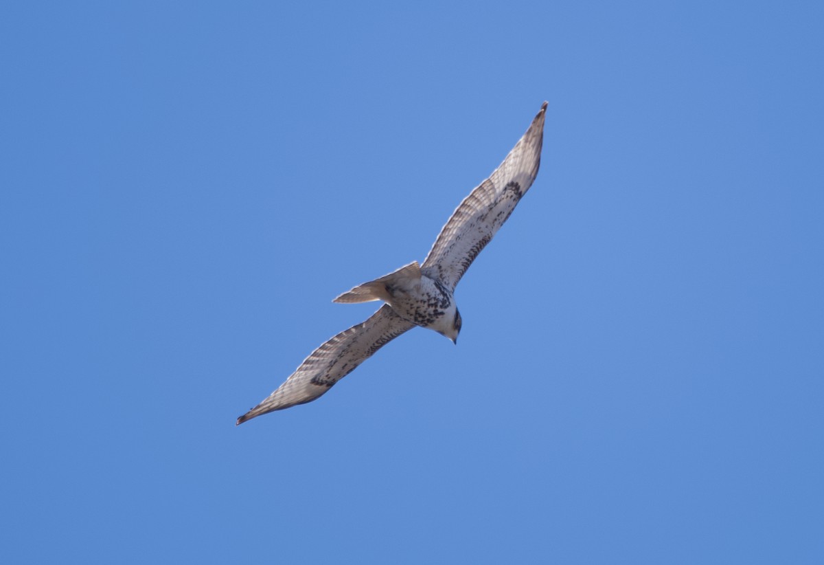 Red-tailed Hawk - ML308905181