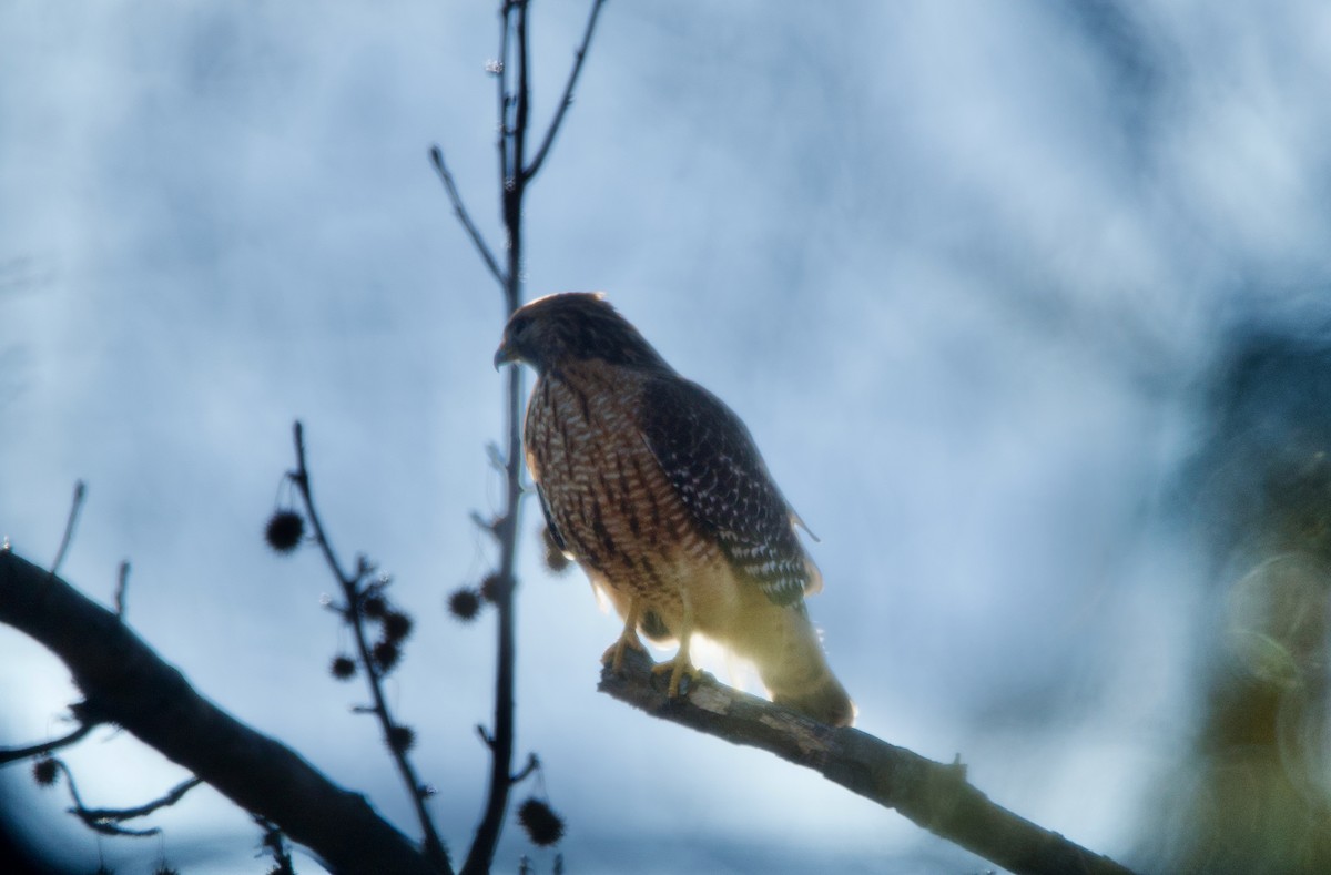 Red-shouldered Hawk - ML308905191