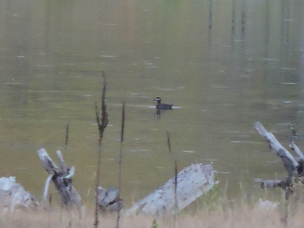 Surf Scoter - ML308907561