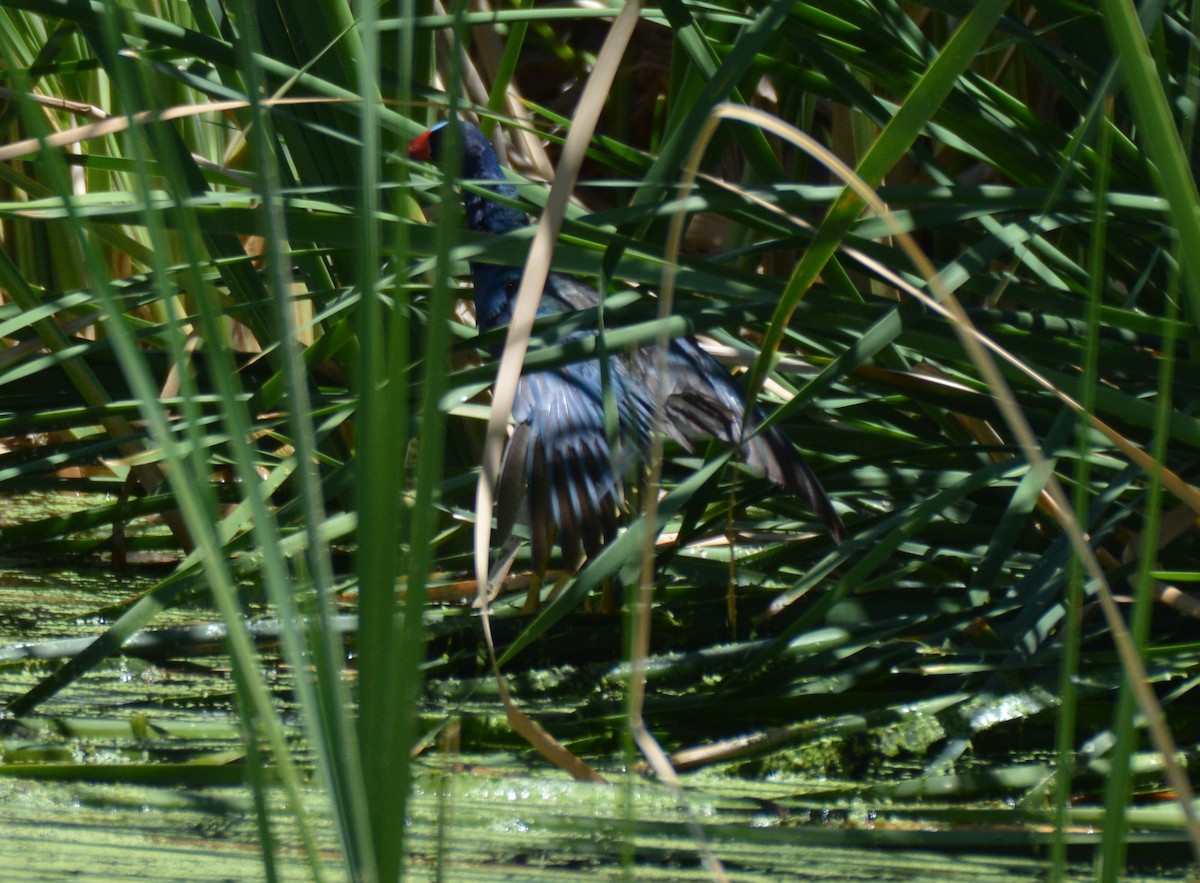 Purple Gallinule - ML30890781