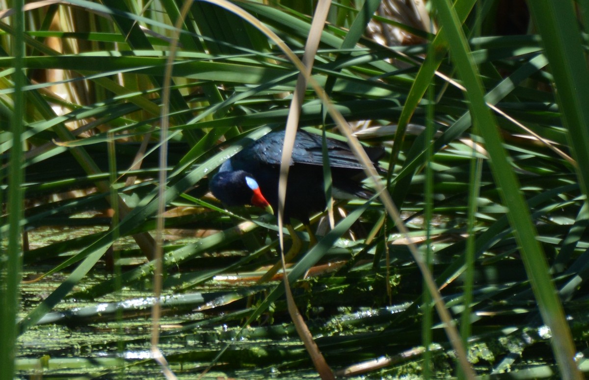 Purple Gallinule - ML30890791