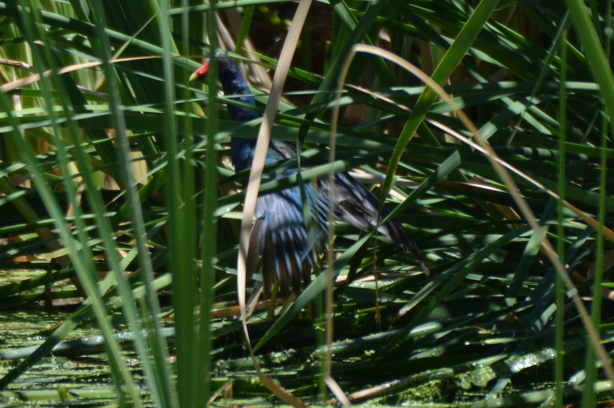 Purple Gallinule - ML30890821