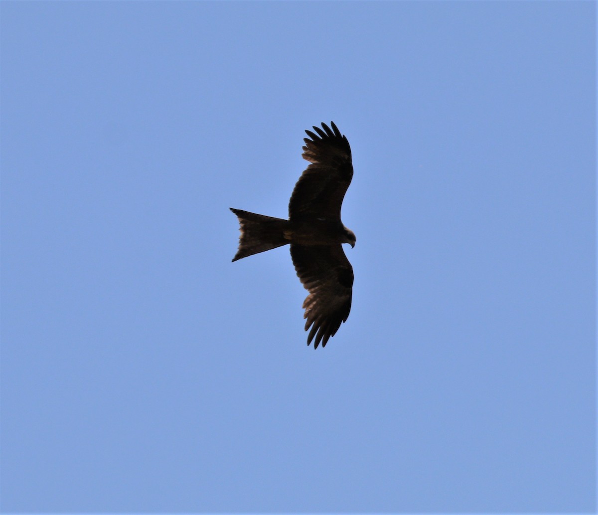 Black Kite - ML308908271