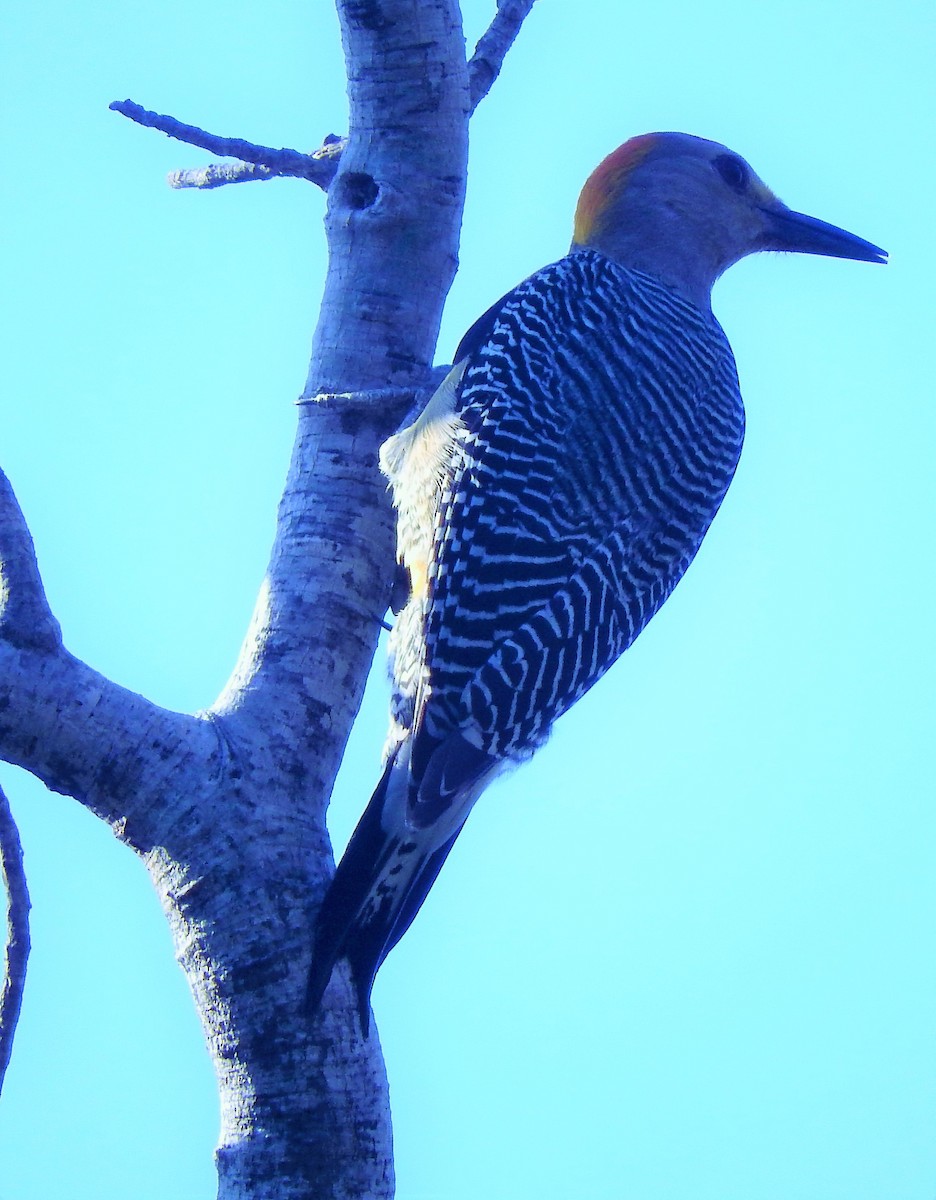 Golden-fronted Woodpecker - ML308908291