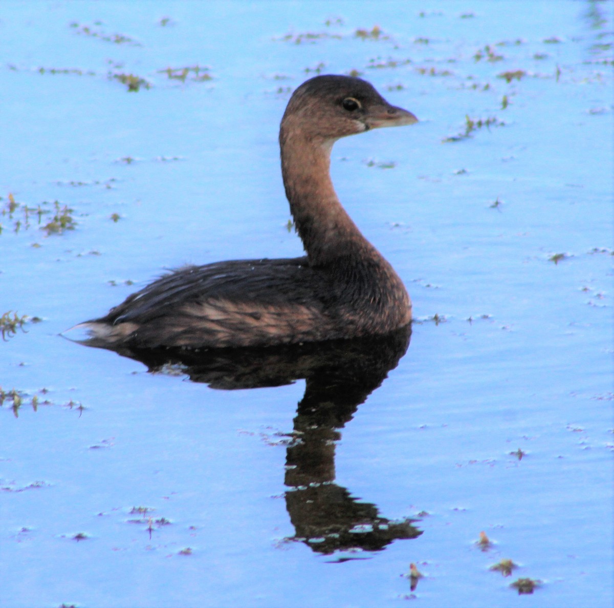 Pied-billed Grebe - Glenn Blaser