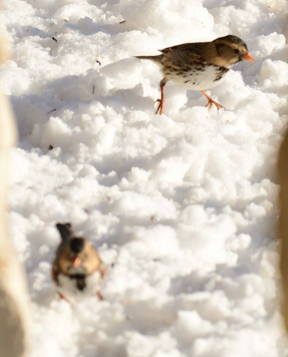 Harris's Sparrow - ML308908531