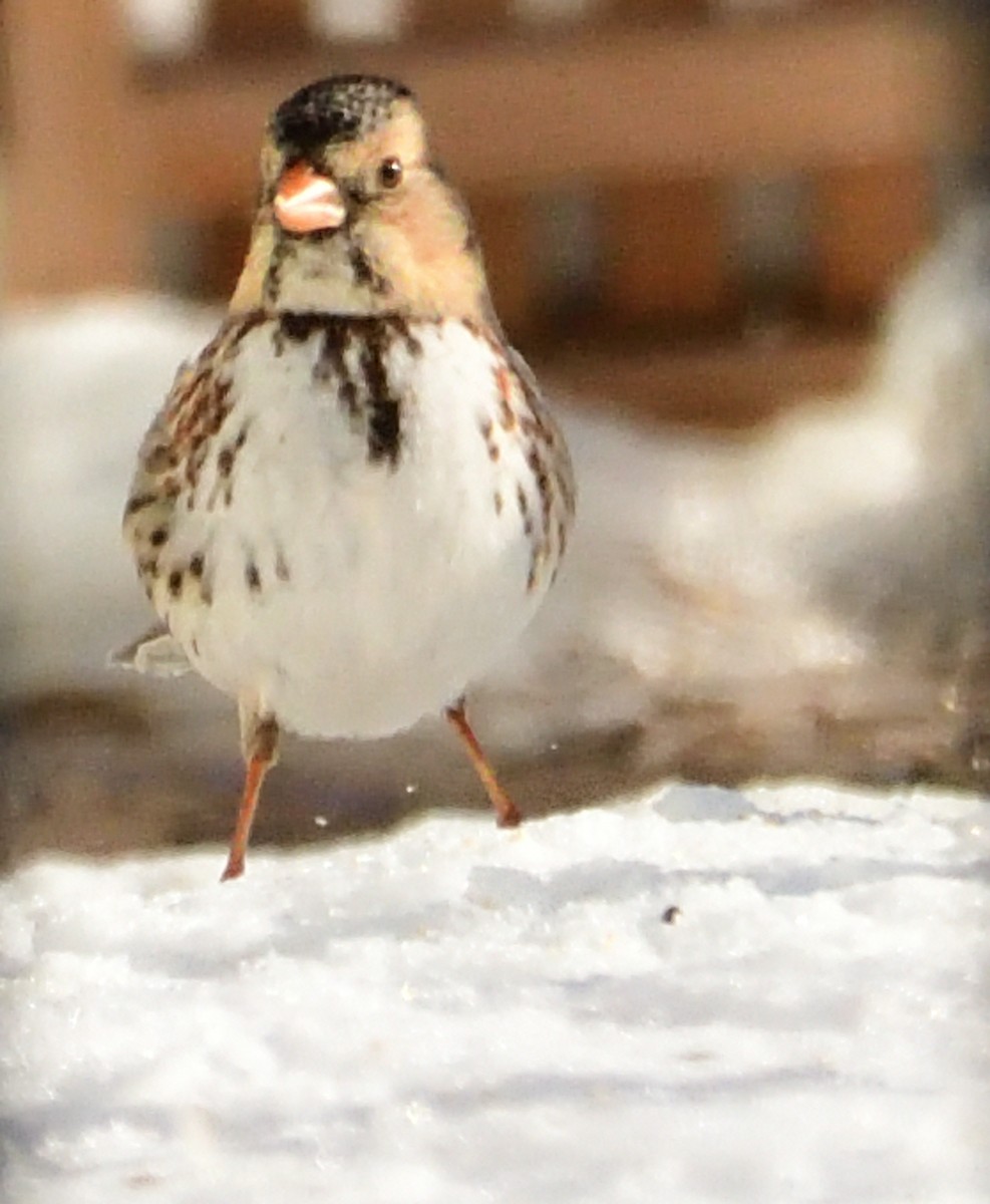 Harris's Sparrow - ML308908551