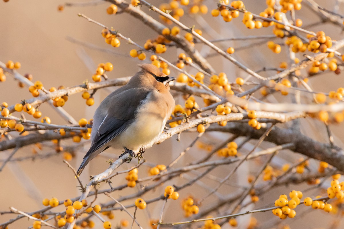 Cedar Waxwing - ML308909041