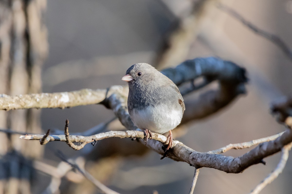 Dark-eyed Junco (Slate-colored) - ML308909061