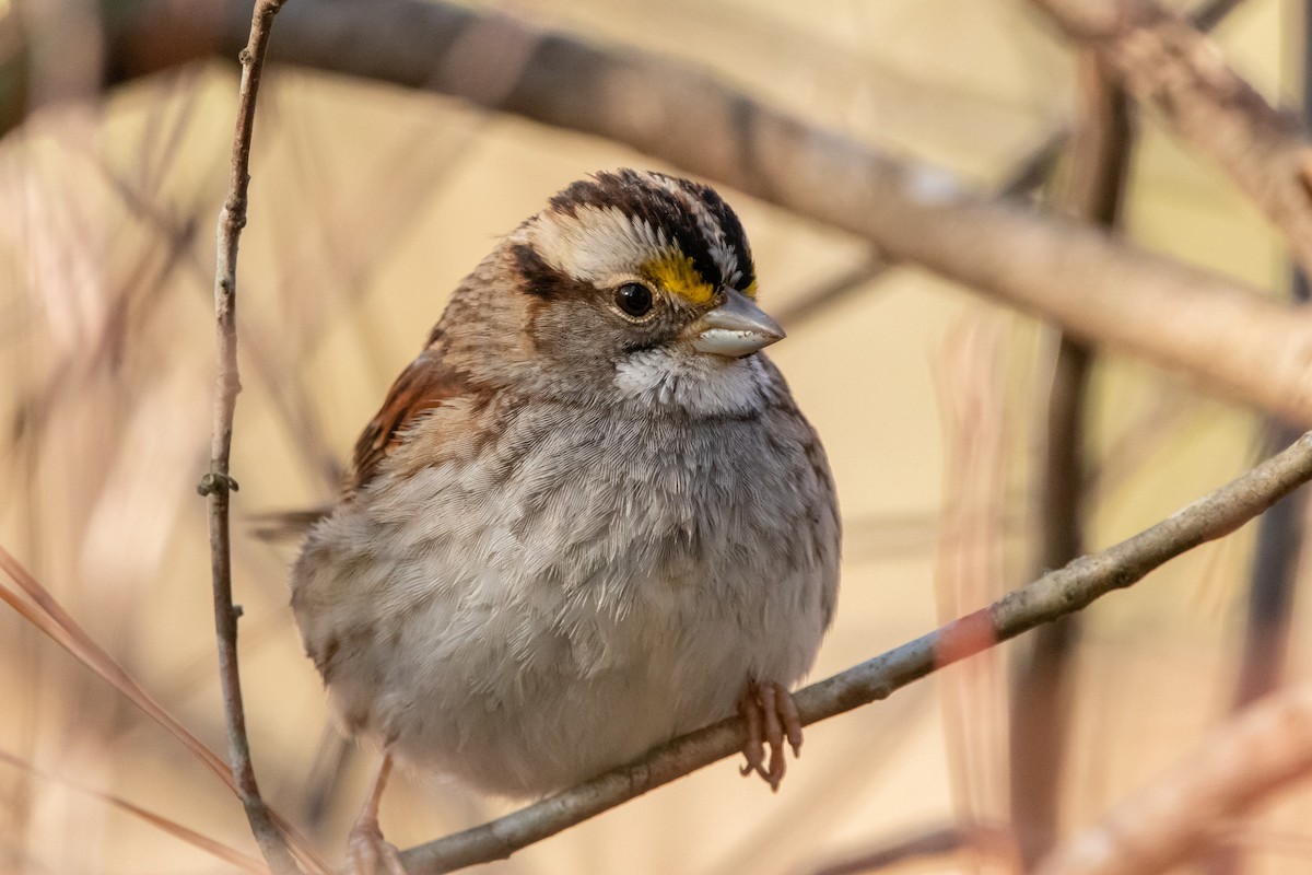 White-throated Sparrow - ML308909121
