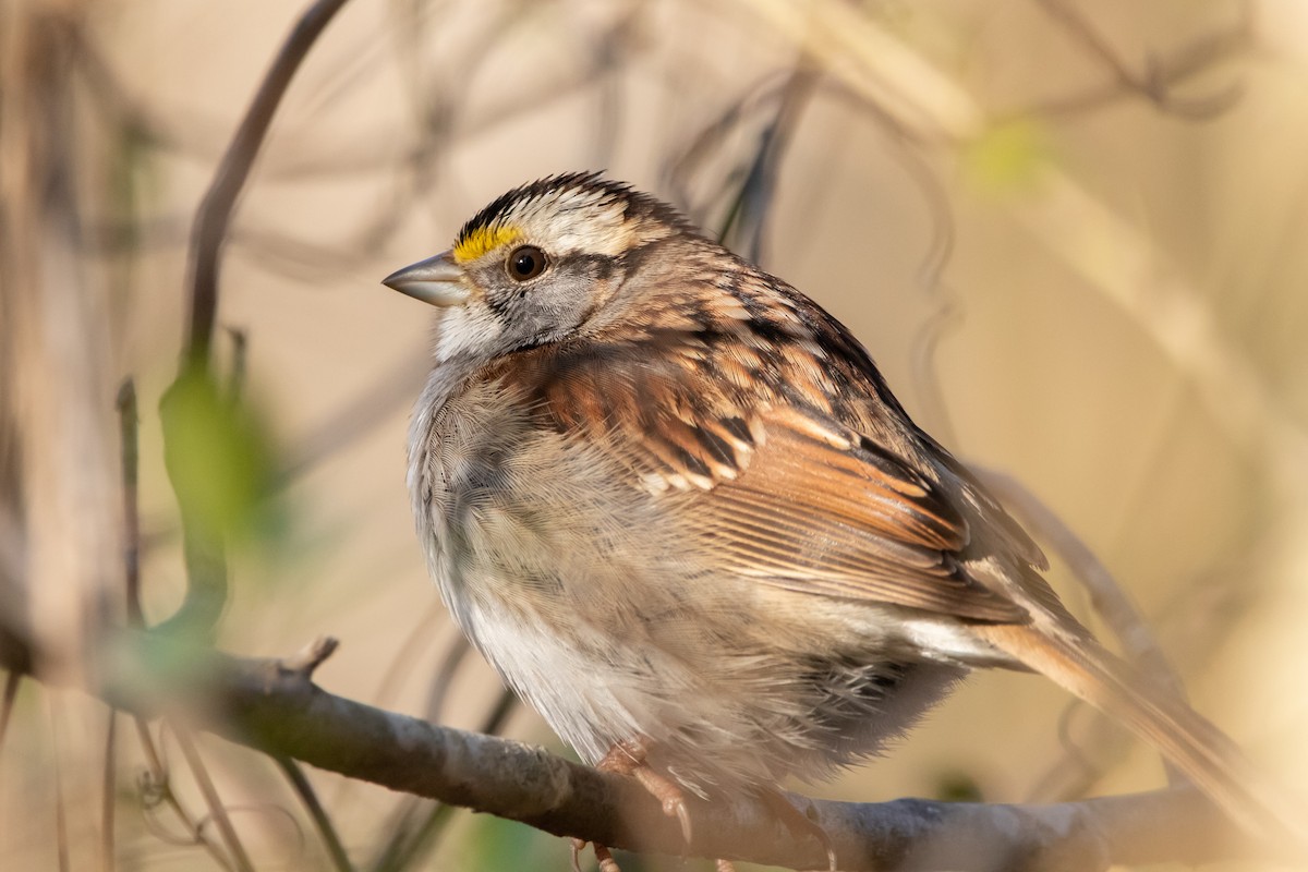 White-throated Sparrow - ML308909211