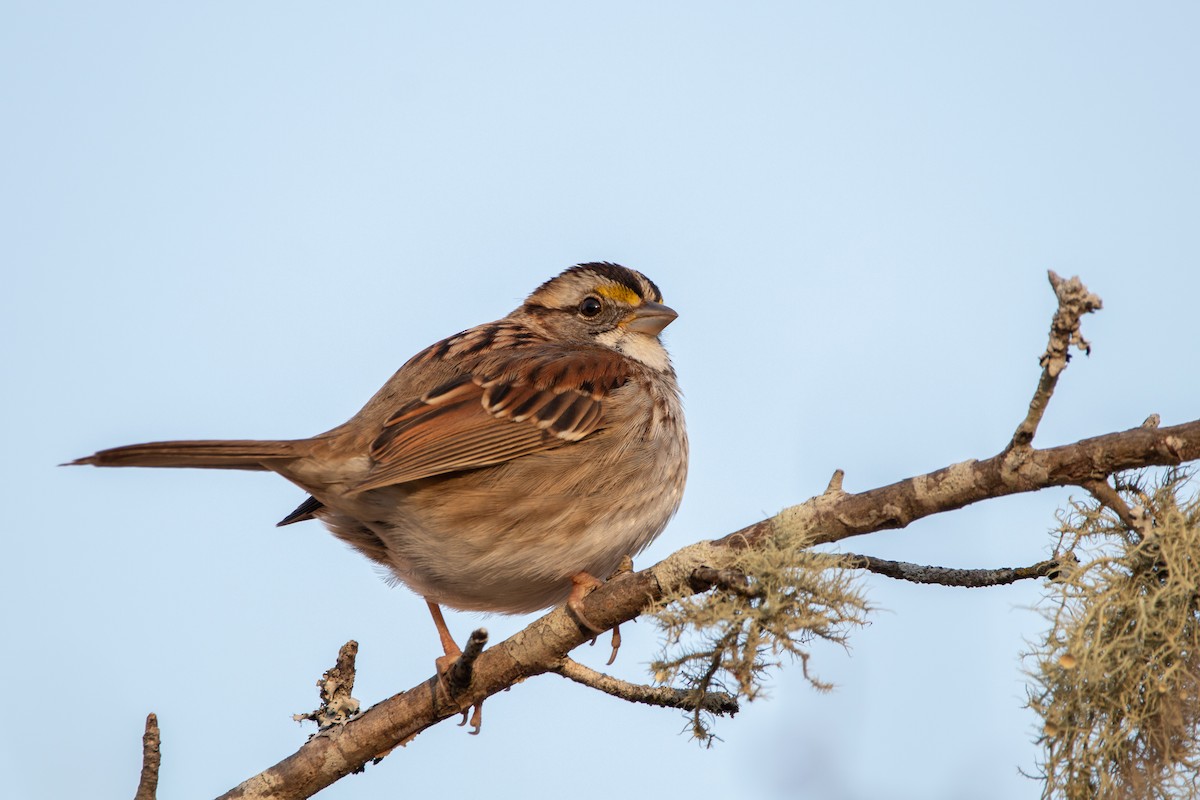 White-throated Sparrow - ML308909281