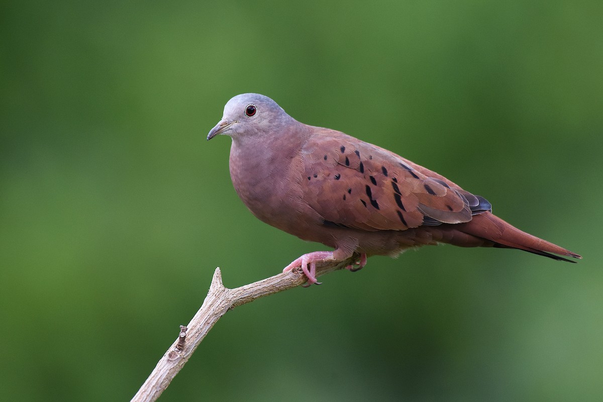 Ruddy Ground Dove - Guilherme  Willrich