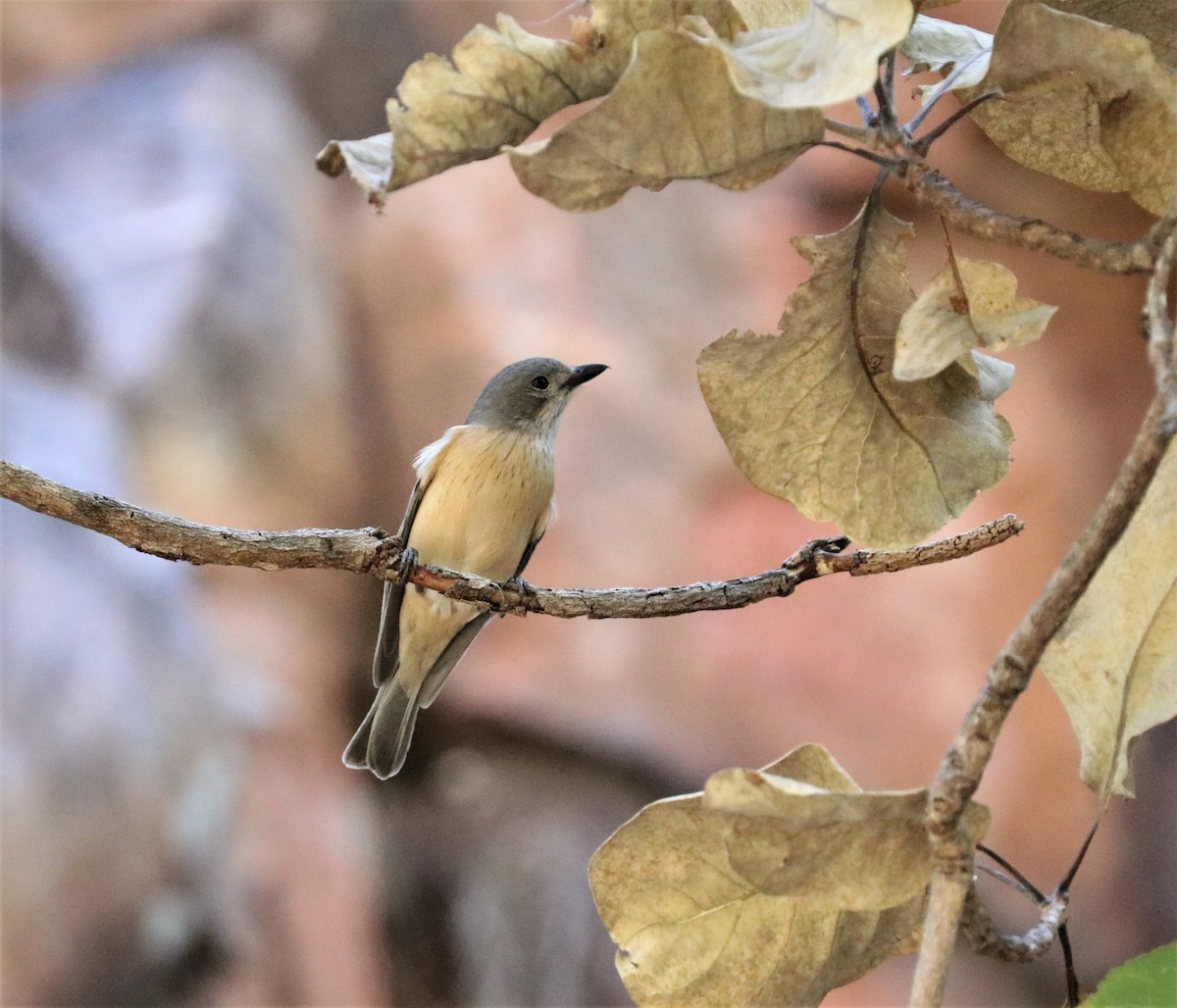 Rufous Whistler - ML308910291