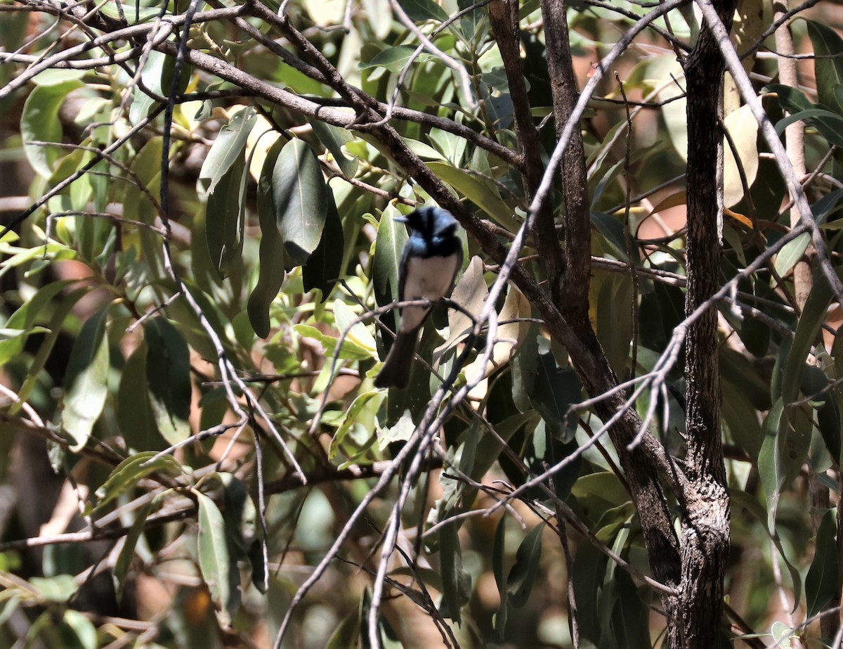 Leaden Flycatcher - ML308911271