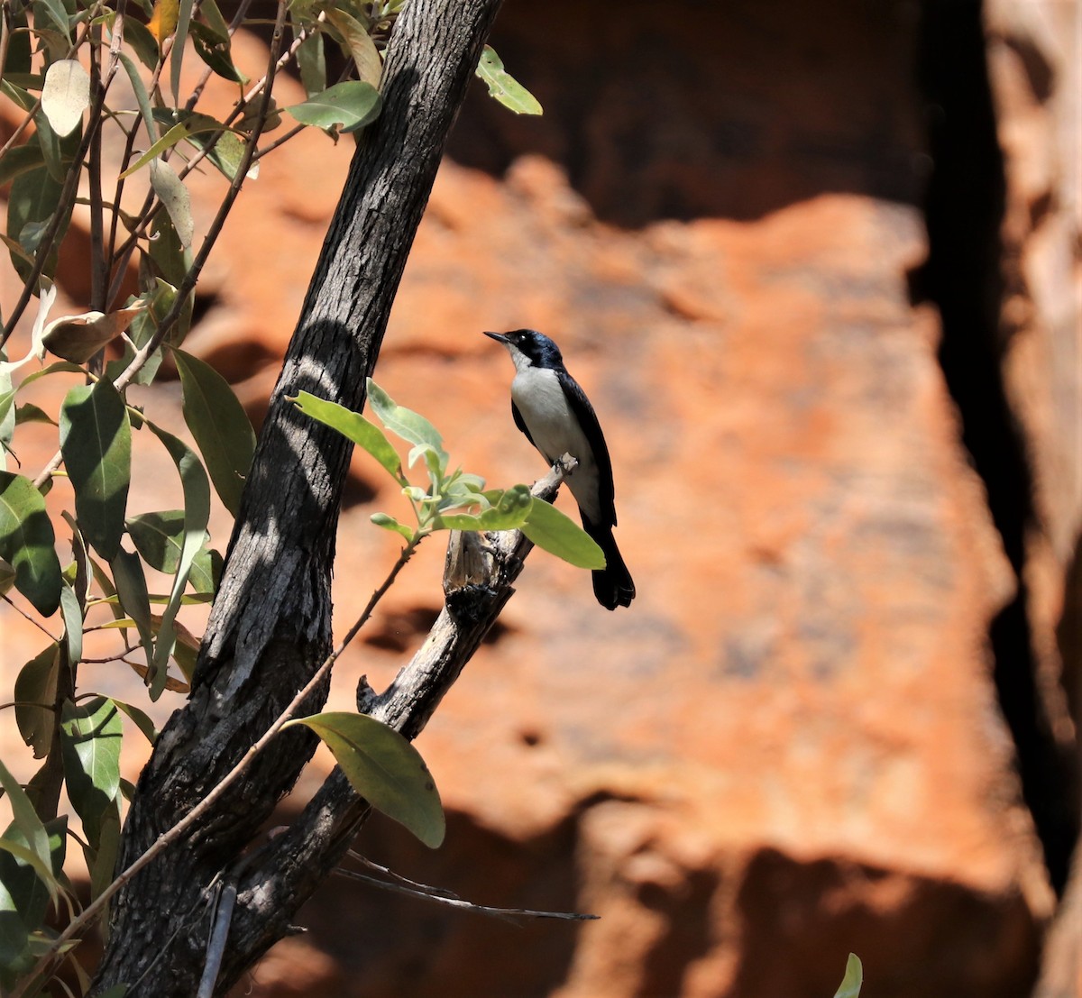 Paperbark Flycatcher - ML308911641