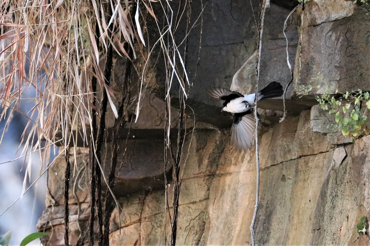 Paperbark Flycatcher - ML308911751