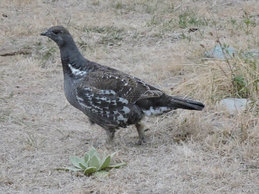 Dusky Grouse - ML308913981