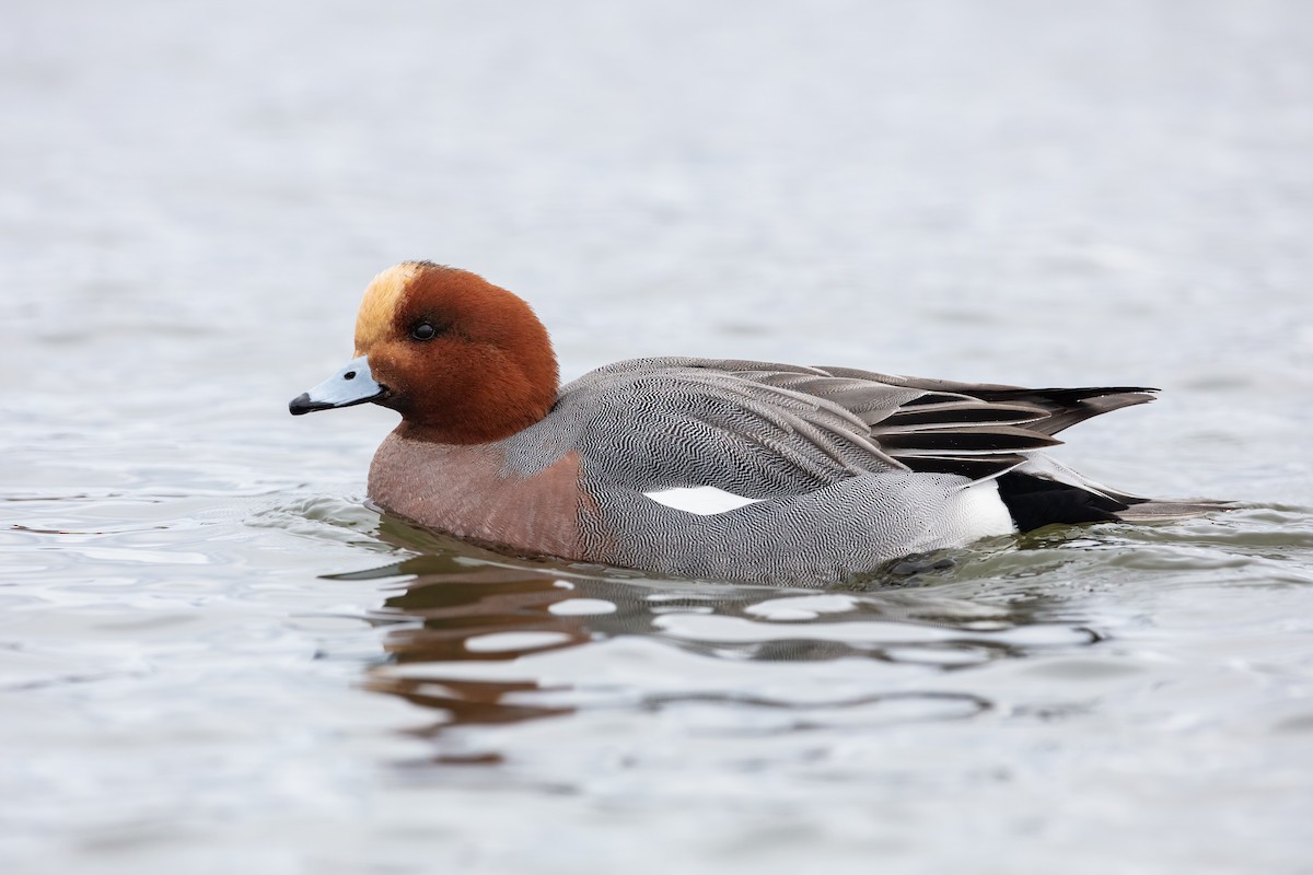 Eurasian Wigeon - ML308914841