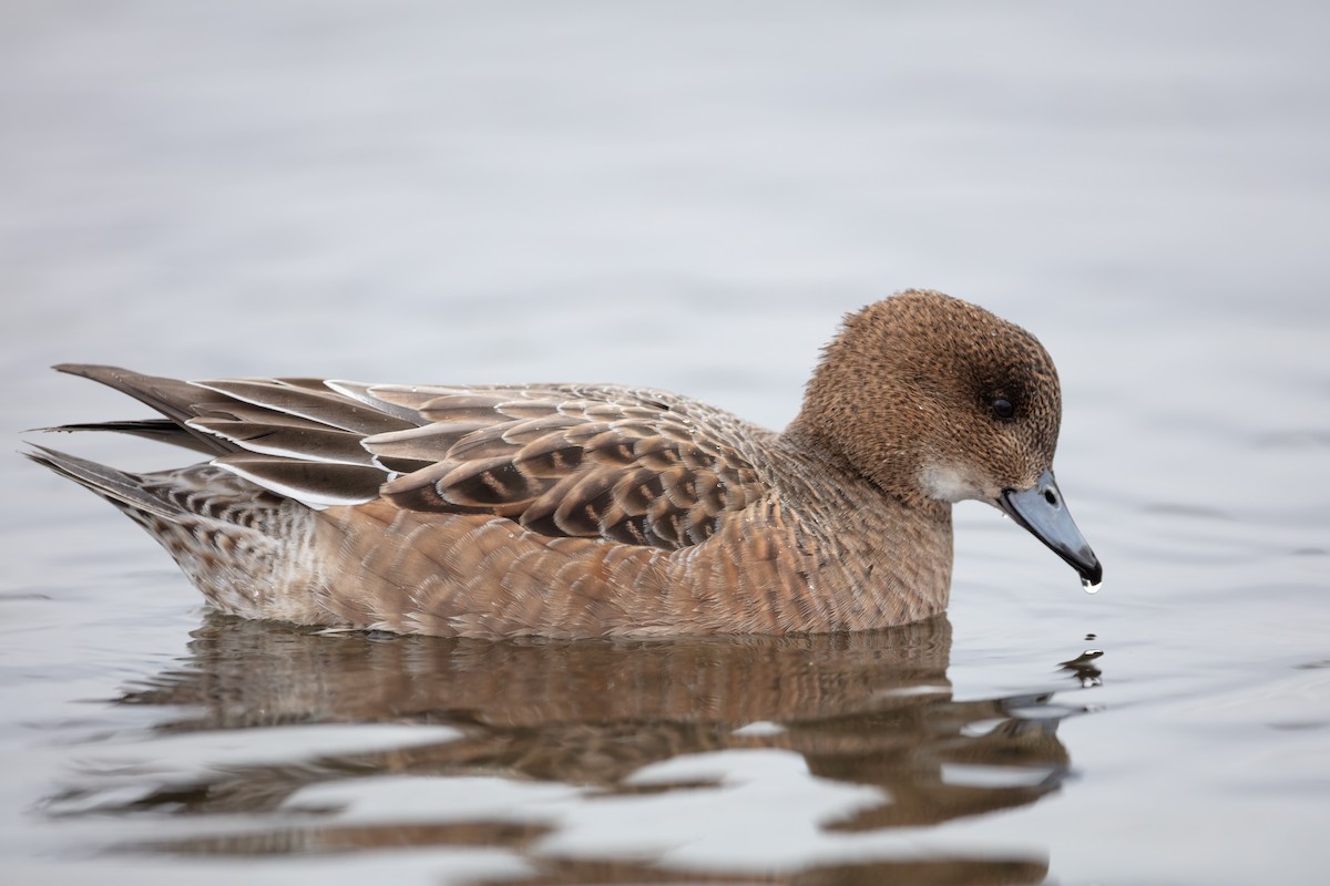 Eurasian Wigeon - ML308915271