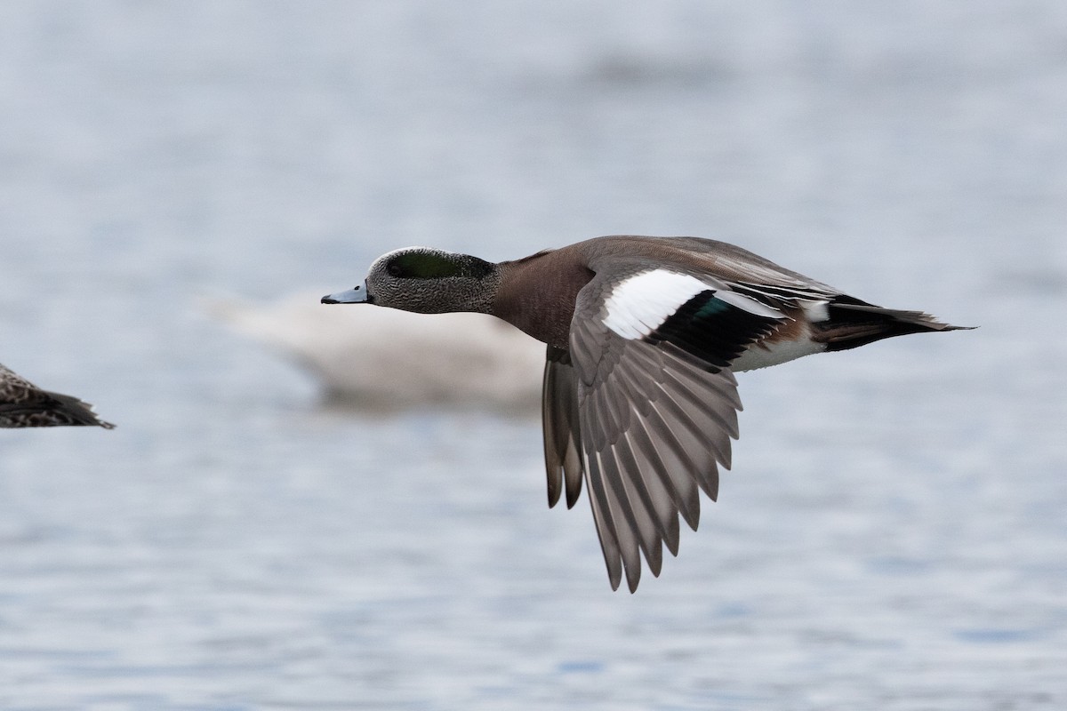 Canard d'Amérique - ML308915371