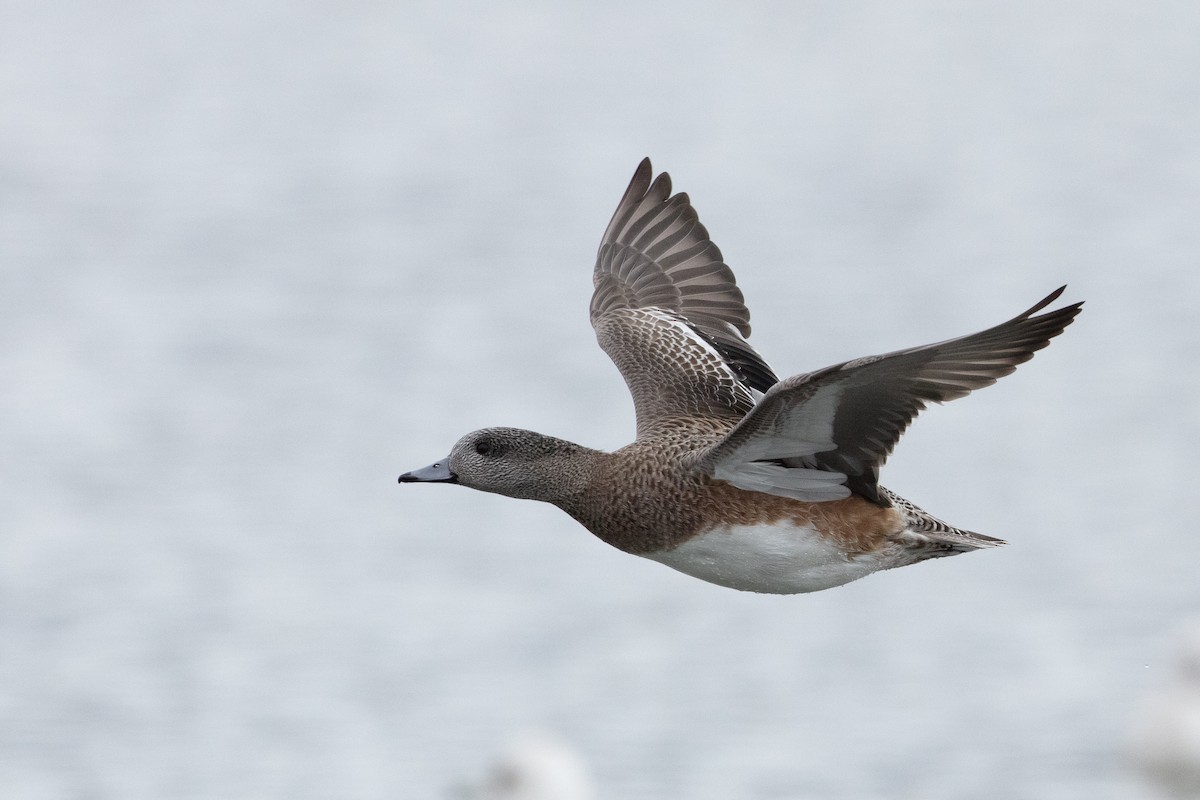 American Wigeon - ML308915401