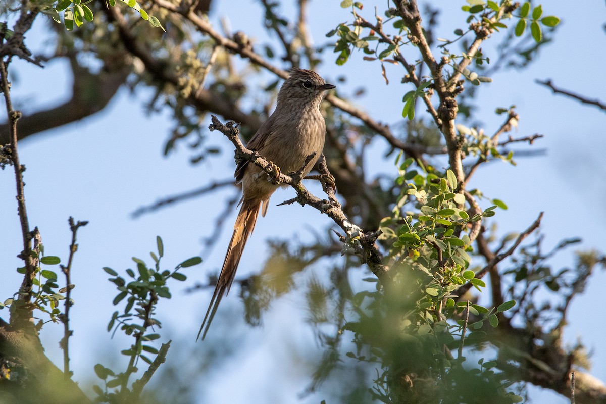 Tufted Tit-Spinetail - ML308916221