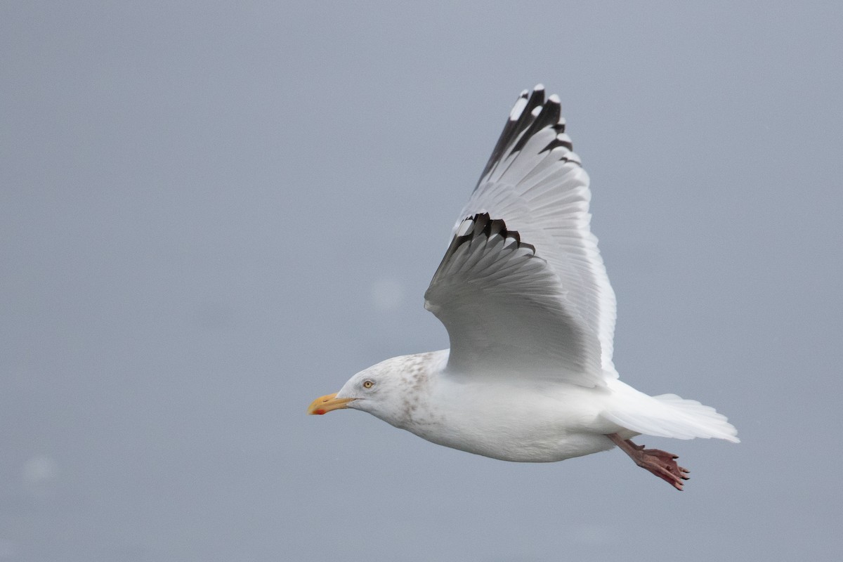 Gaviota Argéntea (americana) - ML308916921